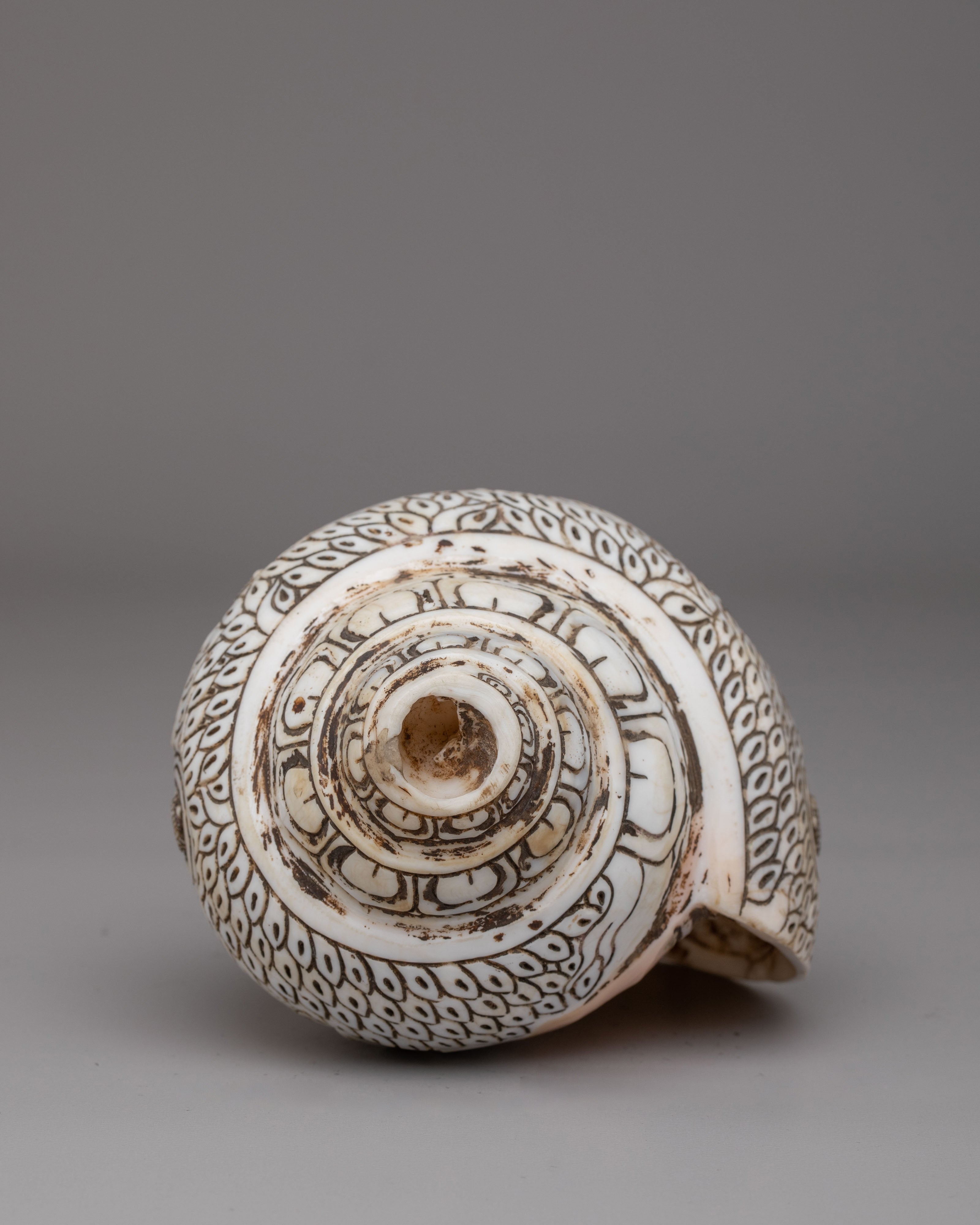 Dhyani Buddha Engraved Conch | Perfect for Rituals