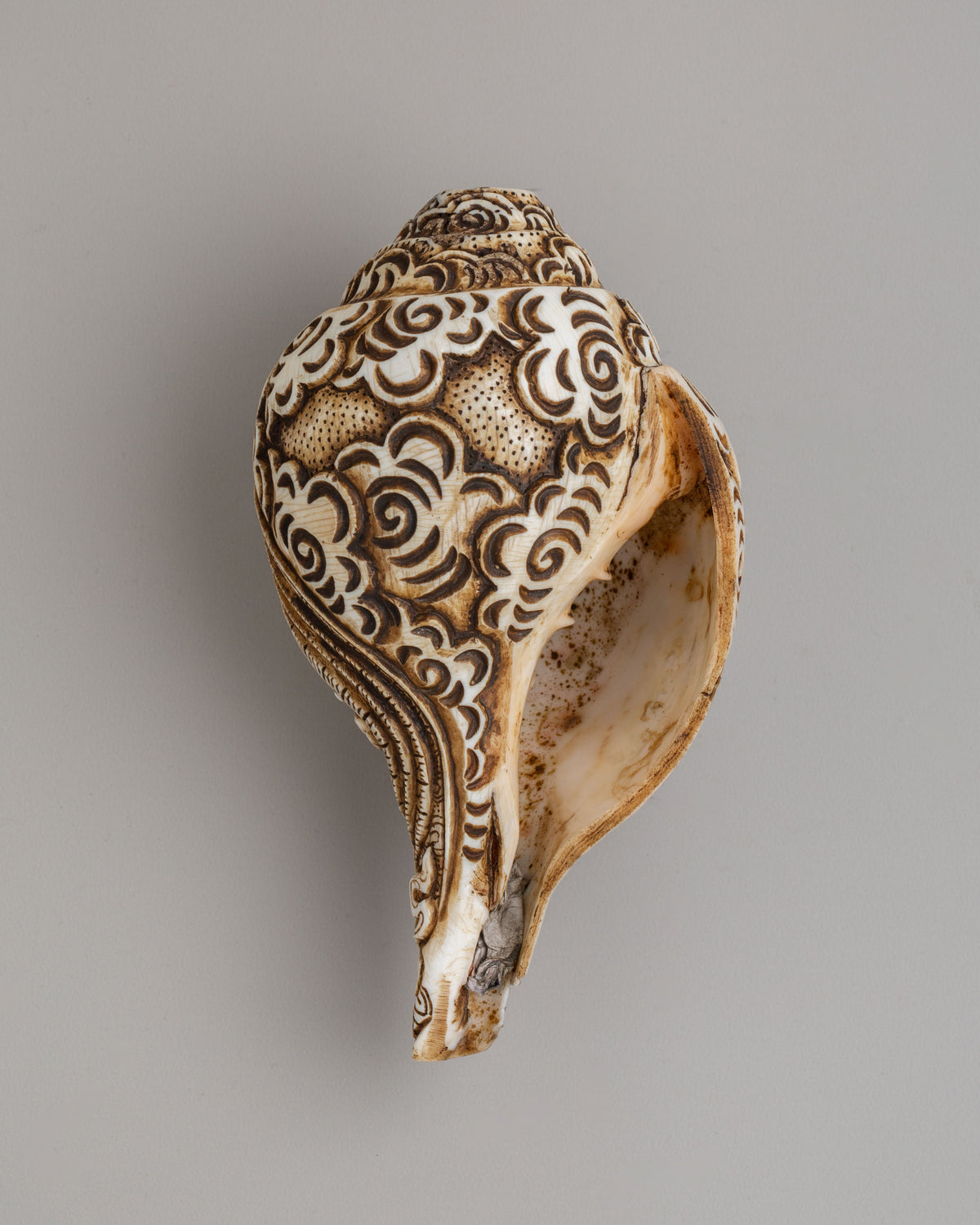 1000 Armed Conch With Stand | Sacred Chenrezig Conch for Spiritual Practice