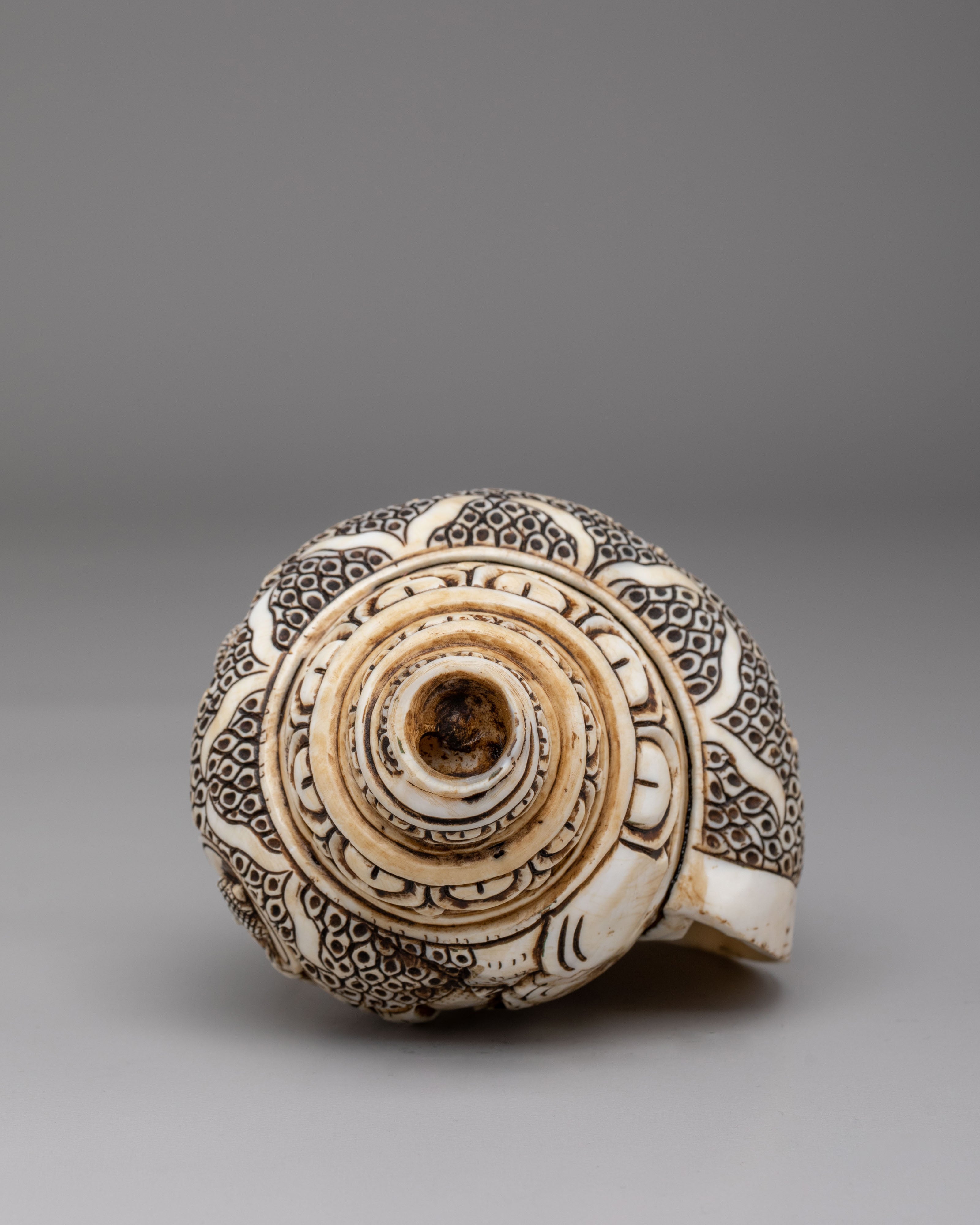 Himalayan Buddhist Conch | Symbol of Dharma and Enlightenment