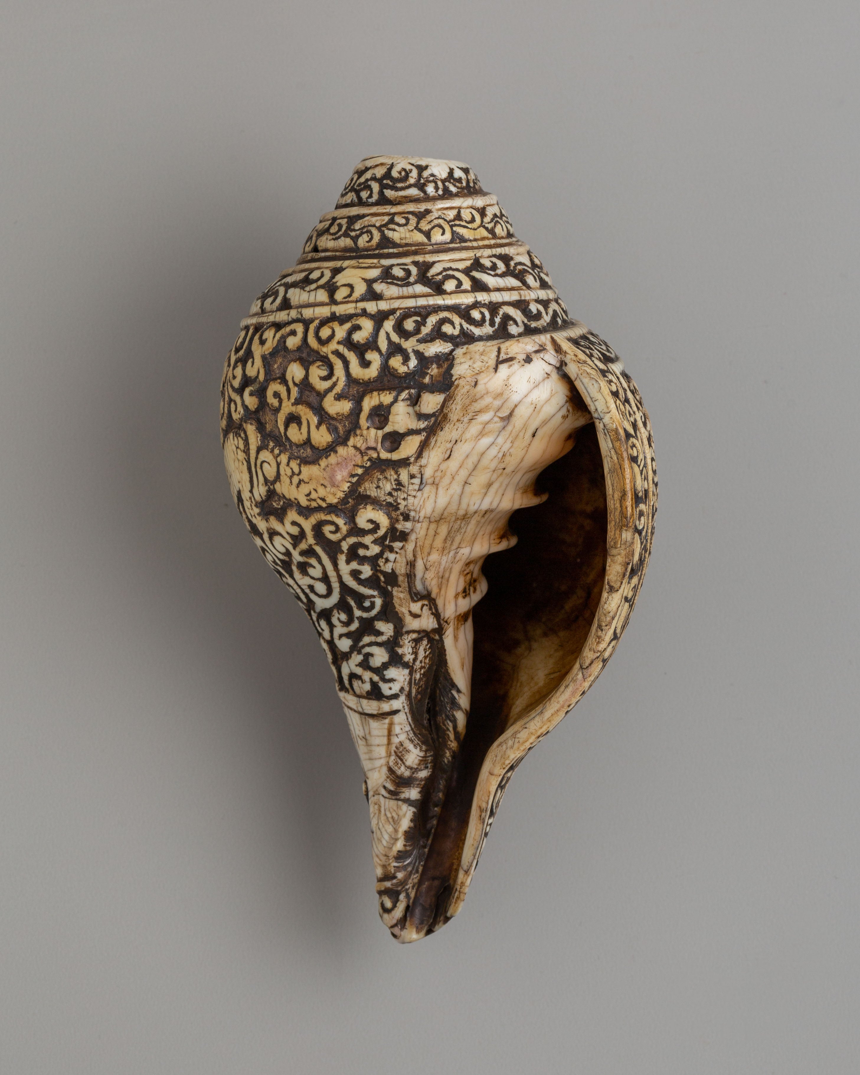 Spiritual Shakyamuni Buddha Conch | Sacred Symbol of Enlightenment