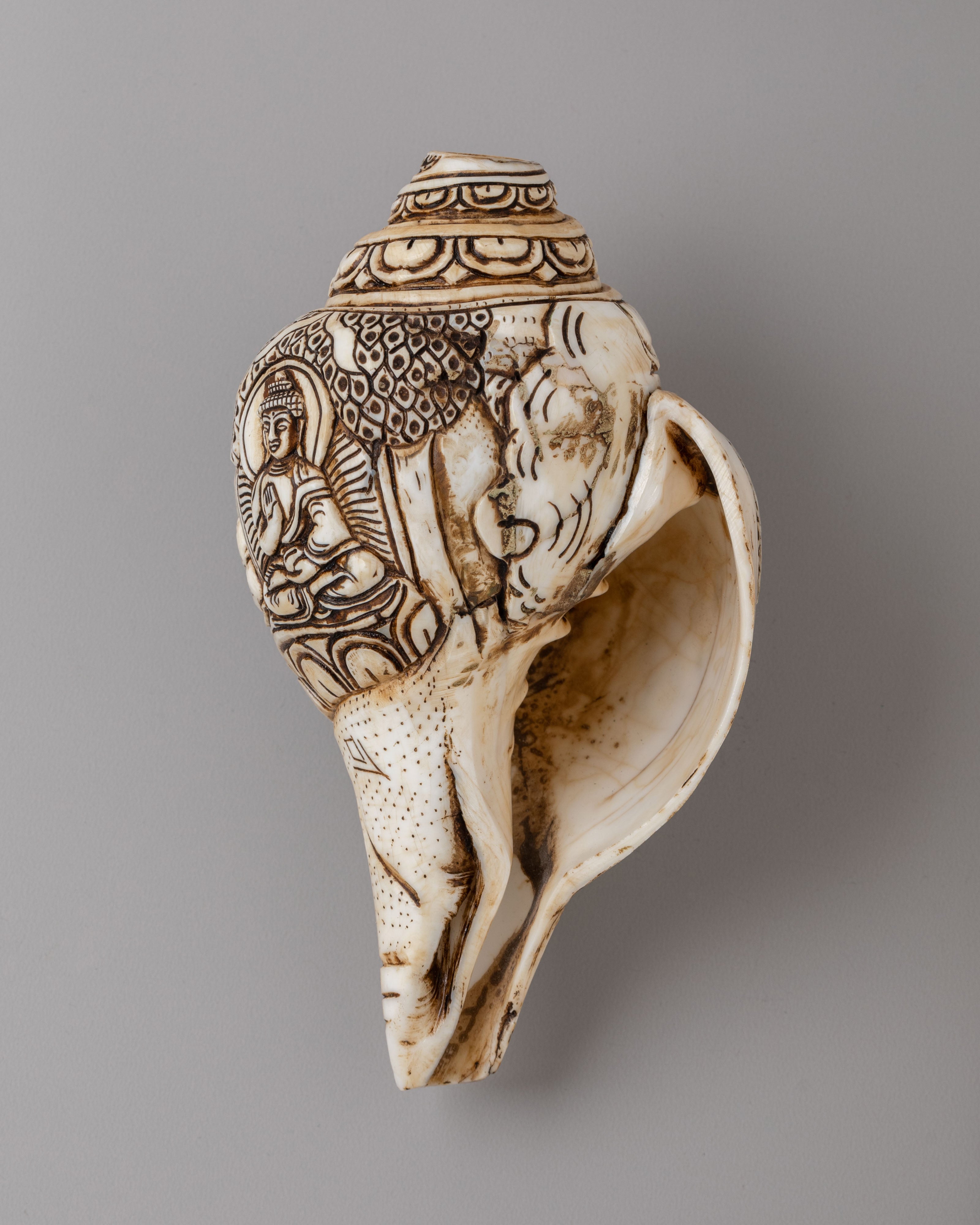 Himalayan Buddhist Conch | Symbol of Dharma and Enlightenment