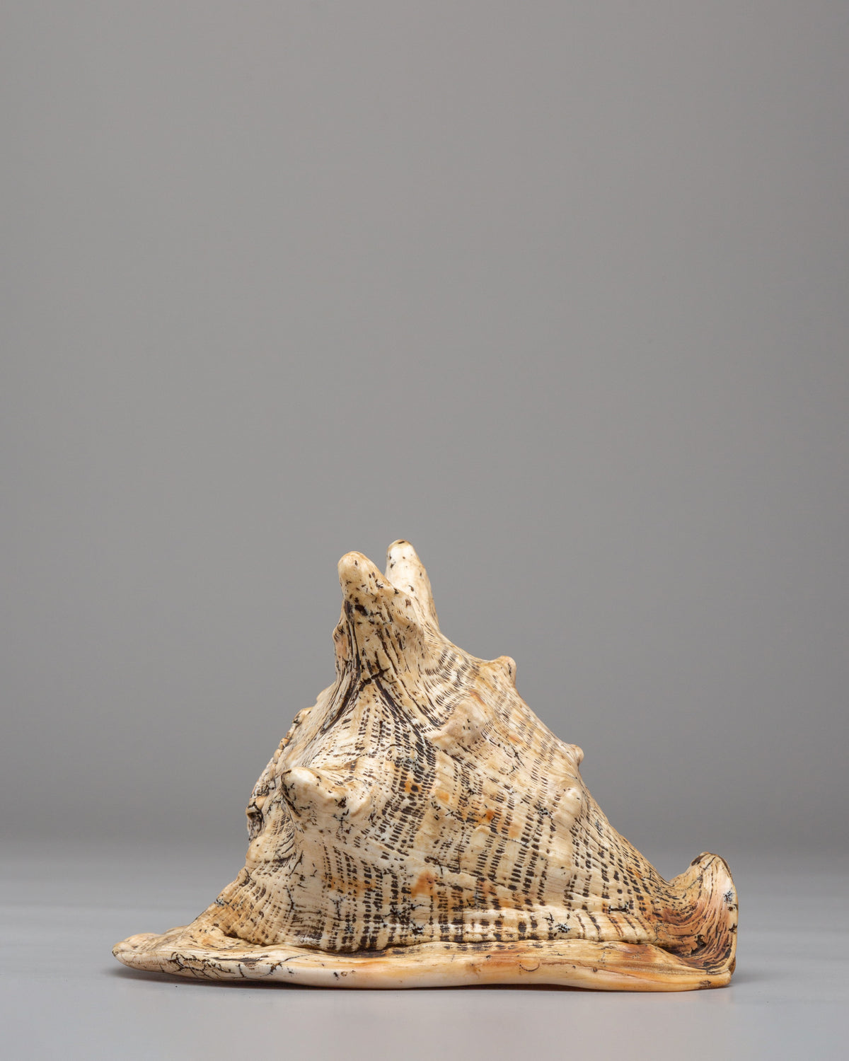 Dharma Ritual Sea  Conch Shell | Spiritual Altar Decor