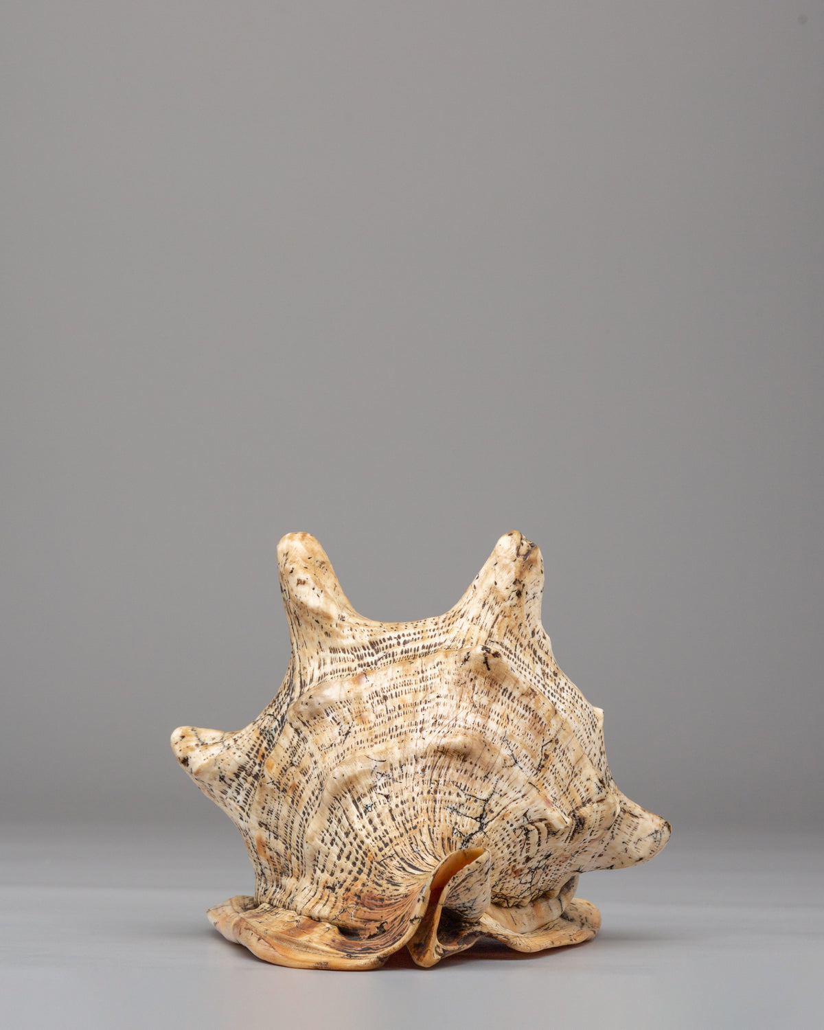 Dharma Ritual Sea  Conch Shell | Spiritual Altar Decor