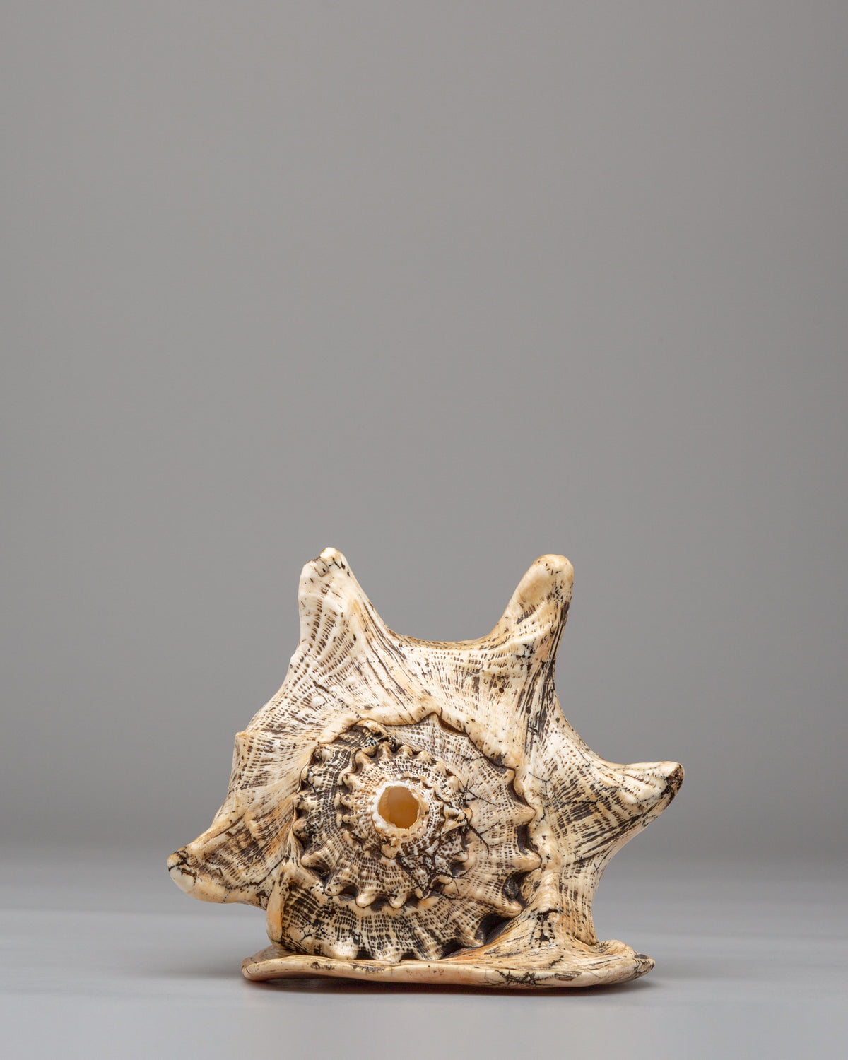 Dharma Ritual Sea  Conch Shell | Spiritual Altar Decor