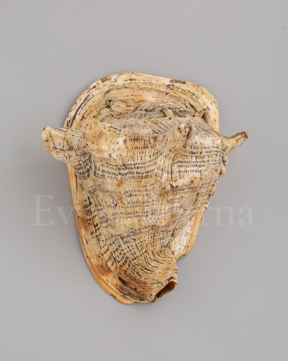 Dharma Ritual Sea  Conch Shell | Spiritual Altar Decor