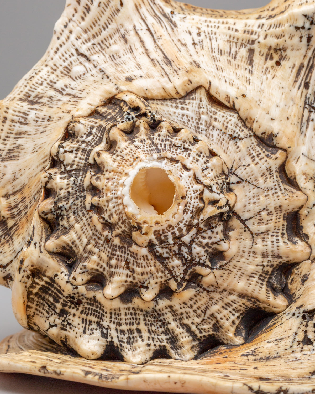 Dharma Ritual Sea  Conch Shell | Spiritual Altar Decor