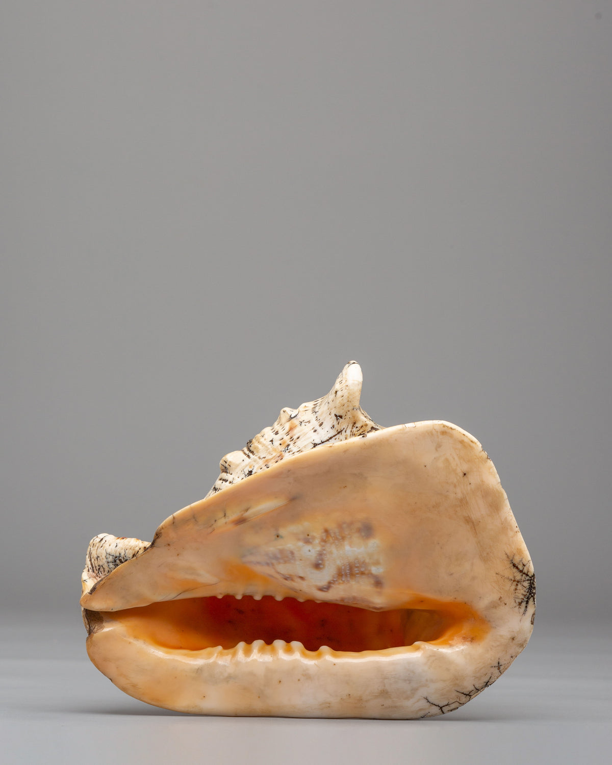 Dharma Ritual Sea  Conch Shell | Spiritual Altar Decor