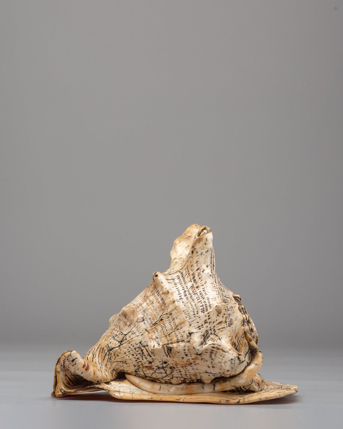Dharma Ritual Sea  Conch Shell | Spiritual Altar Decor