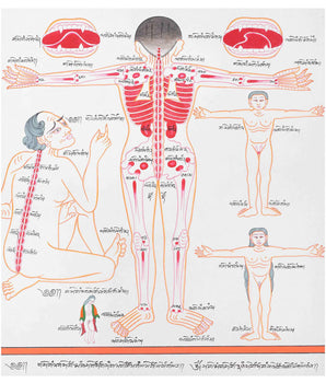 Backside of a Human Body