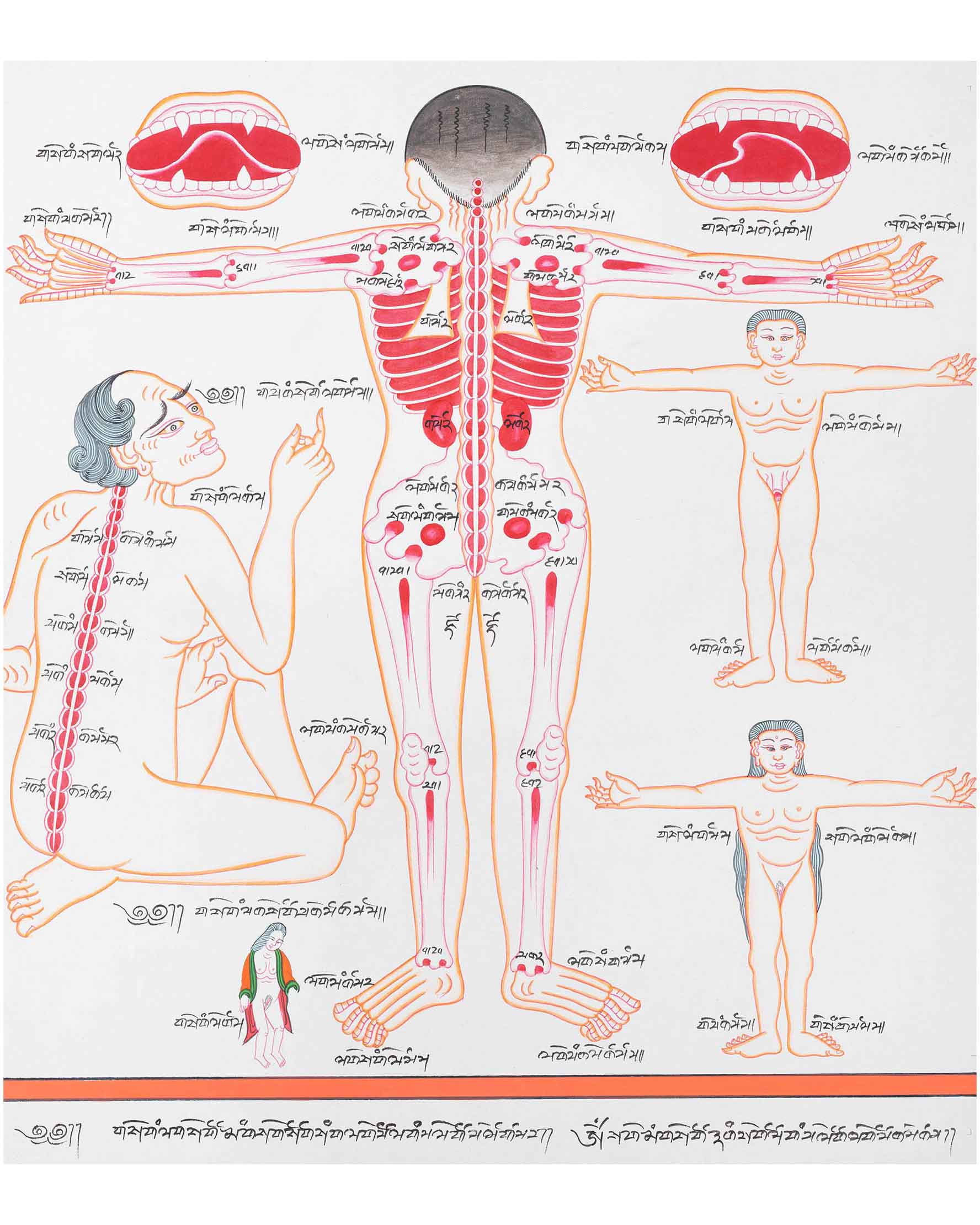 Backside of a Human Body