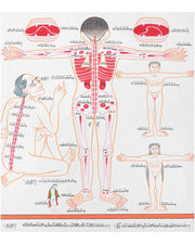 Backside of a Human Body