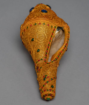 Conch Shell for Sale