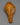 Conch Shell for Sale